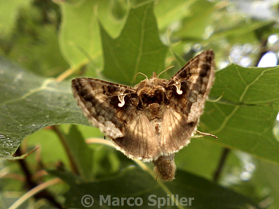 Autographa gamma: involontaria minaccia ?